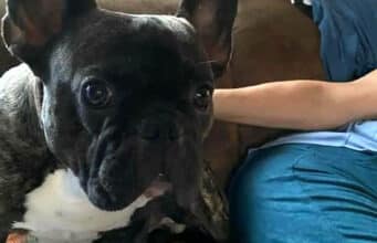 French Bulldog That Got Lost Was Miraculously Found In Mexico, Which Is About 600 Miles Away From His Home french bulldog returned to owner from mexico