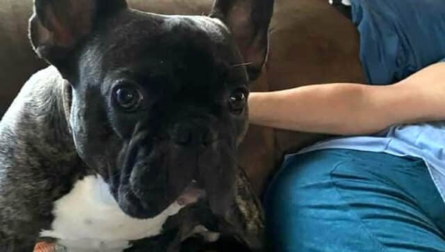 french bulldog returned to owner from mexico