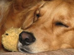 Golden Retriever Is Extremely Envious Of A Smaller Version Of Him Golden retriever jealous of toy