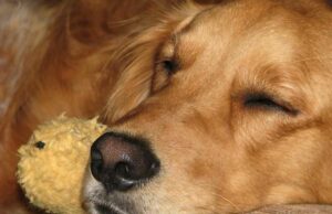 Golden Retriever Is Extremely Envious Of A Smaller Version Of Him Golden retriever jealous of toy