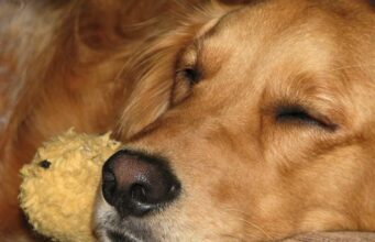 Golden Retriever Is Extremely Envious Of A Smaller Version Of Him Golden retriever jealous of toy
