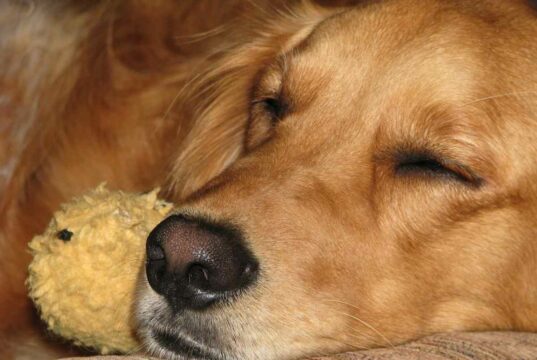Golden Retriever Is Extremely Envious Of A Smaller Version Of Him Golden retriever jealous of toy