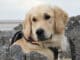 Compassionate Nurse Took Care Of The Service Dog Belonging To A Blind Veteran Service dog cared for in hospital by a kind nurse