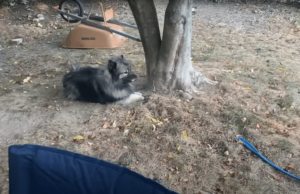 Boston Terrier Tries To Get A Keeshond To Play, And The Latter’s Refusal Is Proof That We Could All Say No Politely
