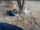 Boston Terrier Tries To Get A Keeshond To Play, And The Latter’s Refusal Is Proof That We Could All Say No Politely