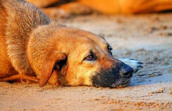 Abandoned Dog Gets Hit By Train, Rescuers Pull A Miracle To Save His Life