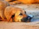 Abandoned Dog Gets Hit By Train, Rescuers Pull A Miracle To Save His Life