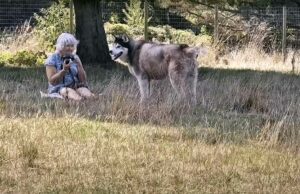 A Siberian Husky And His Sweet Relationship With His Grandma Will Push All The Right Buttons To Lift Your Mood husky photo shoot with grandma