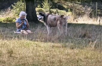 A Siberian Husky And His Sweet Relationship With His Grandma Will Push All The Right Buttons To Lift Your Mood husky photo shoot with grandma