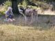 A Siberian Husky And His Sweet Relationship With His Grandma Will Push All The Right Buttons To Lift Your Mood husky photo shoot with grandma