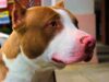 Deaf Dog Dumped In Ohio Shelter Gets The Mom She Desperately Needs Rescue dog walks again with love and care from a special person