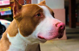 Deaf Dog Dumped In Ohio Shelter Gets The Mom She Desperately Needs Rescue dog walks again with love and care from a special person