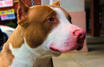 Deaf Dog Dumped In Ohio Shelter Gets The Mom She Desperately Needs Rescue dog walks again with love and care from a special person