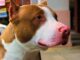 Deaf Dog Dumped In Ohio Shelter Gets The Mom She Desperately Needs Rescue dog walks again with love and care from a special person