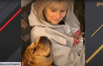 Adopted Dog Becomes The Most Protective One In the World, And We’re Loving It tinker the pittie has a loving new mom