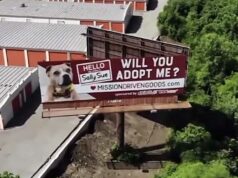 This Canine Who’s Been Waiting For Almost Two Years For A Permanent Home Gets Featured In Her Very Own Billboard Adopt a dog from a billboard on I-35