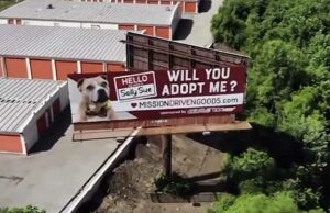 This Canine Who’s Been Waiting For Almost Two Years For A Permanent Home Gets Featured In Her Very Own Billboard Adopt a dog from a billboard on I-35