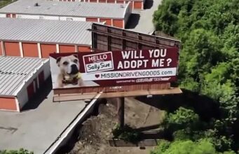 This Canine Who’s Been Waiting For Almost Two Years For A Permanent Home Gets Featured In Her Very Own Billboard Adopt a dog from a billboard on I-35
