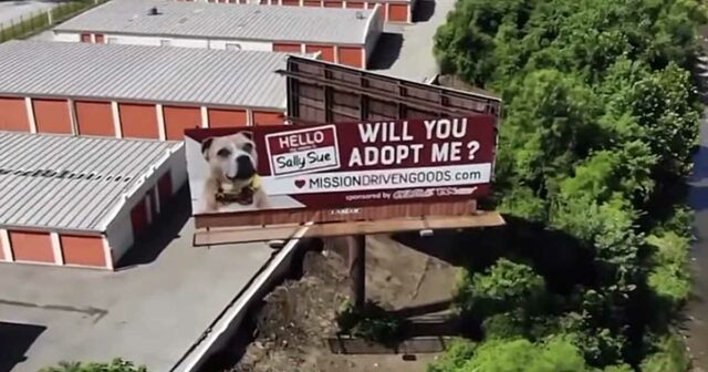 Adopt a dog from a billboard on I-35