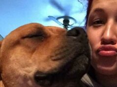 Owner Searches Sites To Adopt A Pet And Finds Dog She Lost Over Two Years Ago aisha nieves finds her old dog two years later