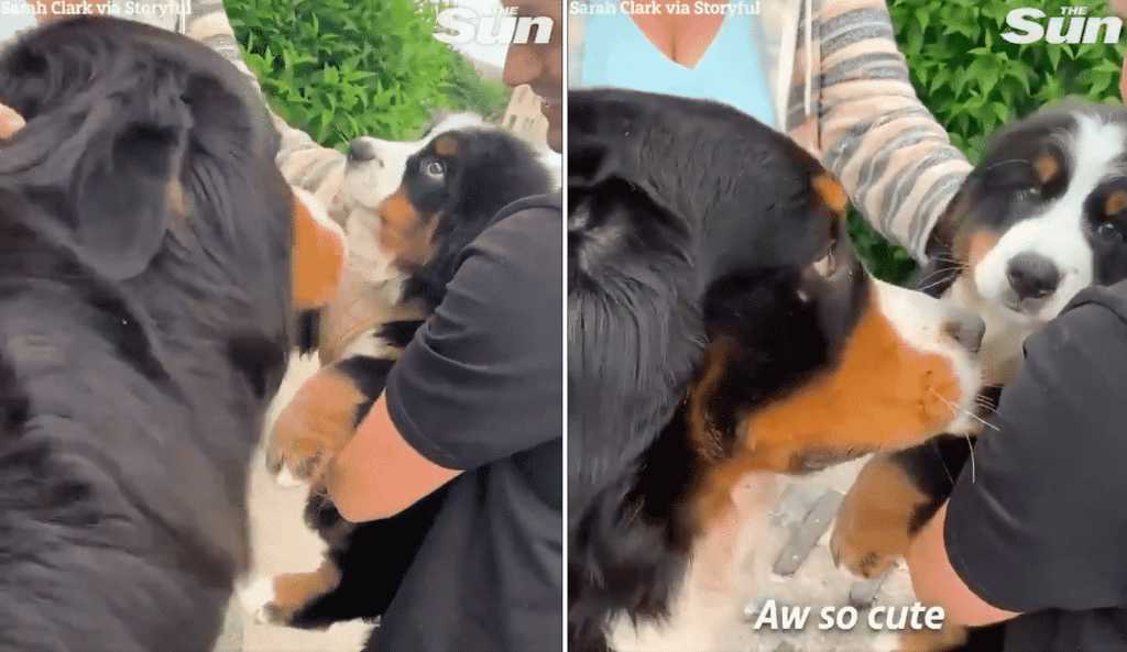 bernese mountain dog meets his new brother