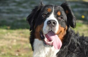 This Video Of An Adult Bernese Mountain Dog Meeting His Tiny Look-A-Like For the First Time Will Bring A Smile To Your Face