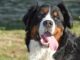 This Video Of An Adult Bernese Mountain Dog Meeting His Tiny Look-A-Like For the First Time Will Bring A Smile To Your Face