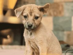 Homeless Street Dog Unexpectedly Changed The Life Of Canadian Tourist butter finds a new home in canada