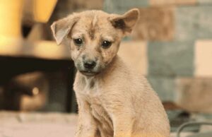 Homeless Street Dog Unexpectedly Changed The Life Of Canadian Tourist butter finds a new home in canada