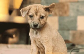 Homeless Street Dog Unexpectedly Changed The Life Of Canadian Tourist butter finds a new home in canada