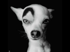 Meet The Chihuahua Mix That Could Pass Off As A Movie Villain Because Of His Intriguing Facial Markings