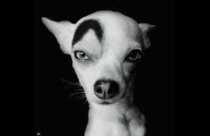 Meet The Chihuahua Mix That Could Pass Off As A Movie Villain Because Of His Intriguing Facial Markings