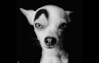 Meet The Chihuahua Mix That Could Pass Off As A Movie Villain Because Of His Intriguing Facial Markings